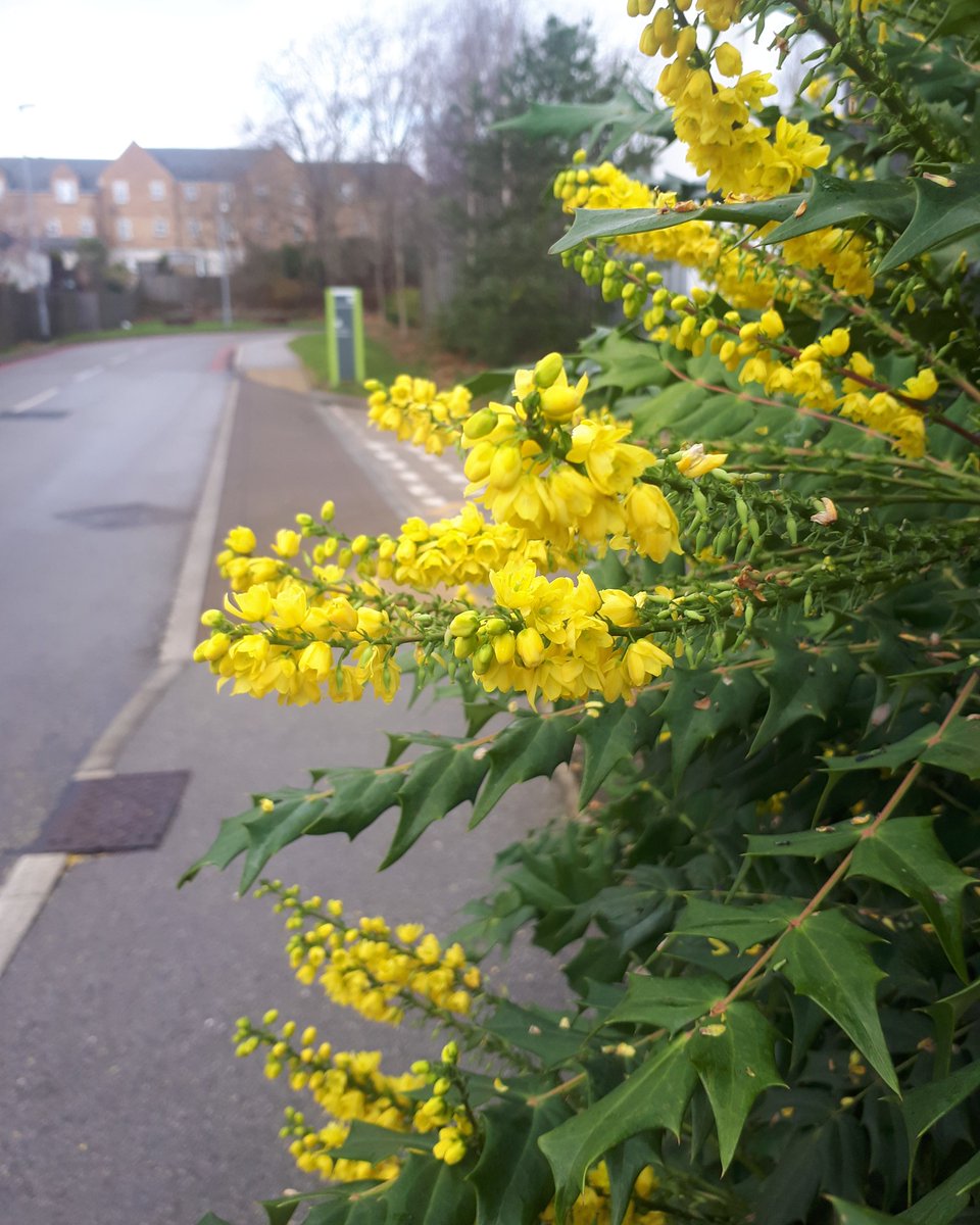 Something a bit different at lunch time in aid of #REDJanuary for <a href="/York_Mind/">York Mind</a>... got out for a walk round the hospital grounds - one mile, 20 mins, fresh air and some uplifting bright, scented shrubs!