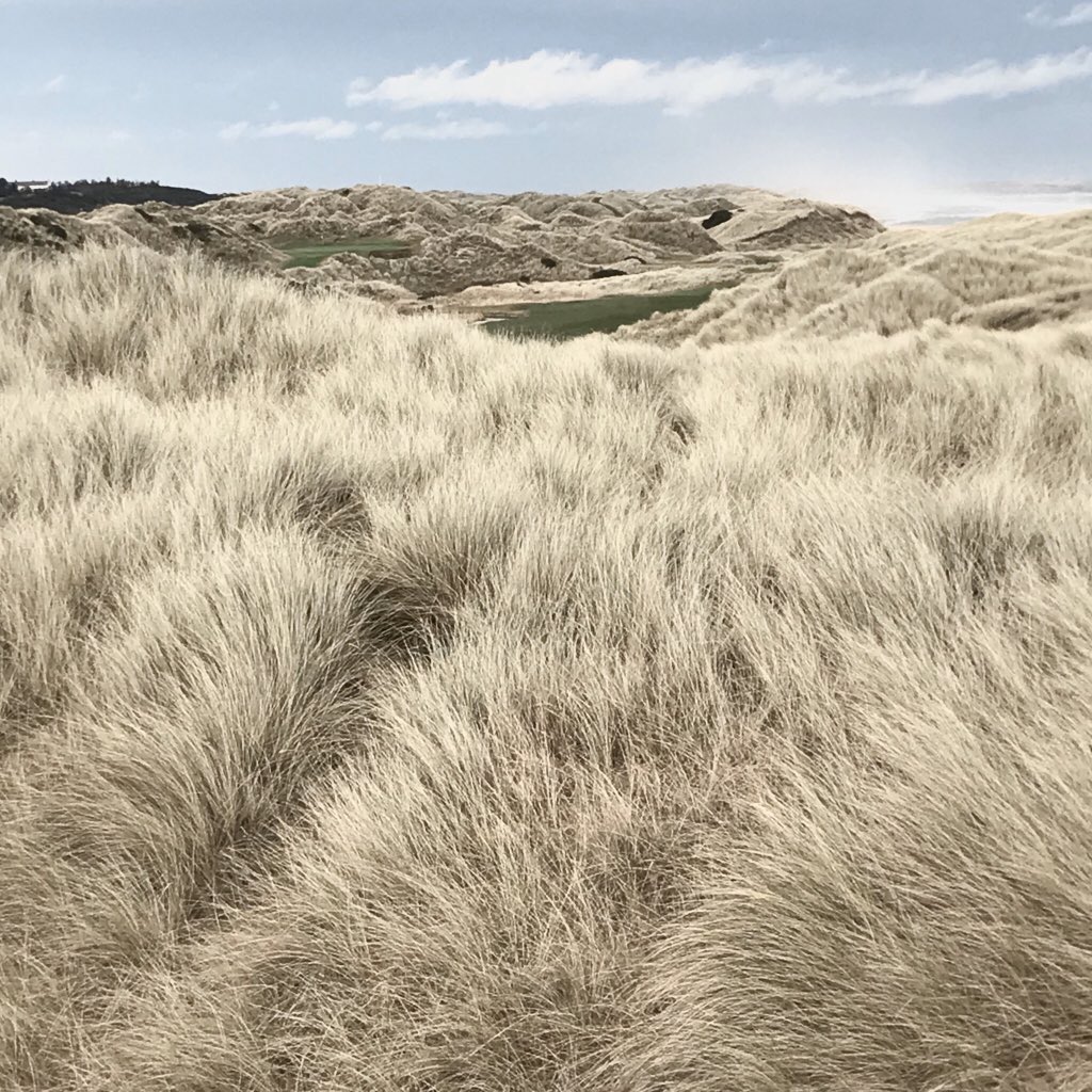 flintmancompany's tweet image. Edited landscape. New Year visit to Trump’s controversial golf course (not to play!). Balmeadie sand dunes, Scotland. #sanddunes #fightingtheelements #balmeadie #newyear #scotland #thebells