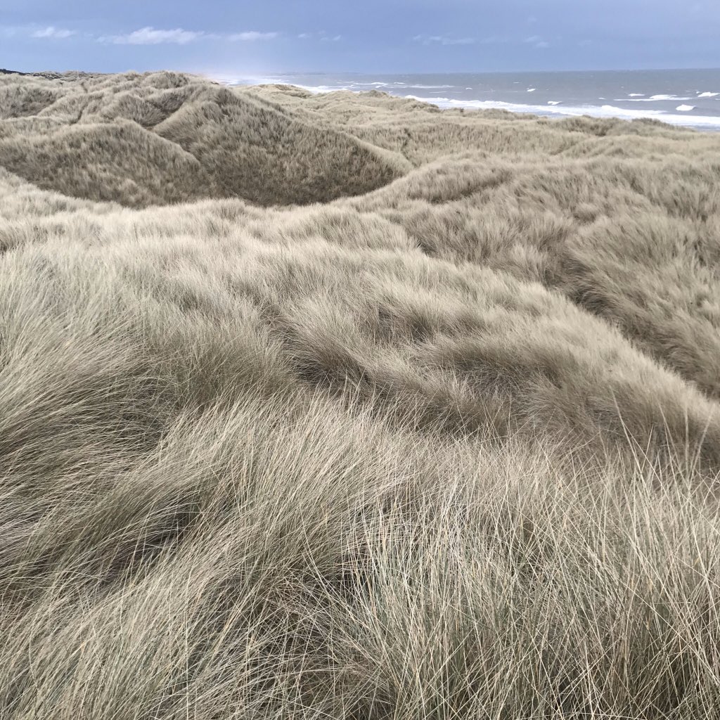 flintmancompany's tweet image. Edited landscape. New Year visit to Trump’s controversial golf course (not to play!). Balmeadie sand dunes, Scotland. #sanddunes #fightingtheelements #balmeadie #newyear #scotland #thebells