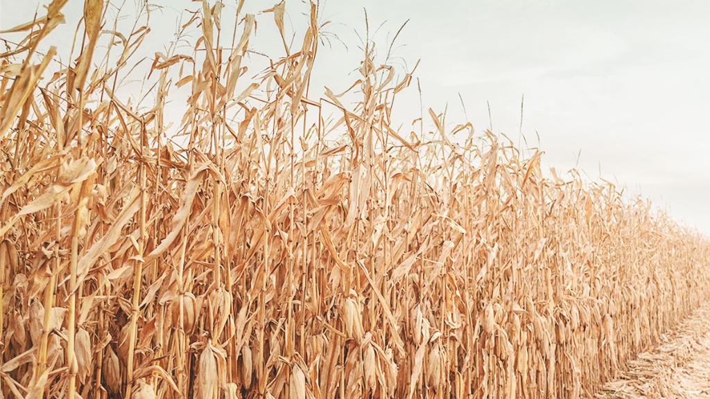 PioneerSeeds's tweet photo. Lots of hybrids = lots of decisions. Check out our corn seed guide to help make those decisions a bit easier. https://t.co/lq4NZdiRlX https://t.co/MROOXibVX6