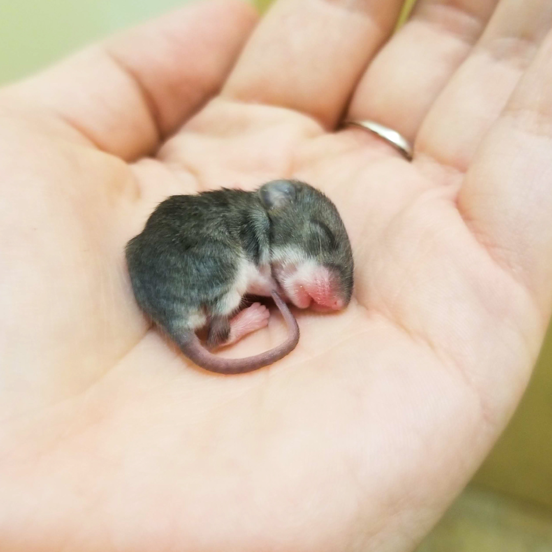 newborn mouse