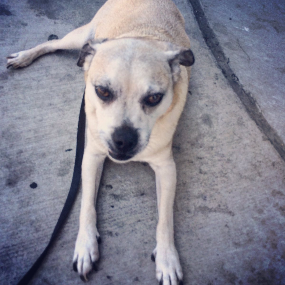 DogBuddyLA tweet media