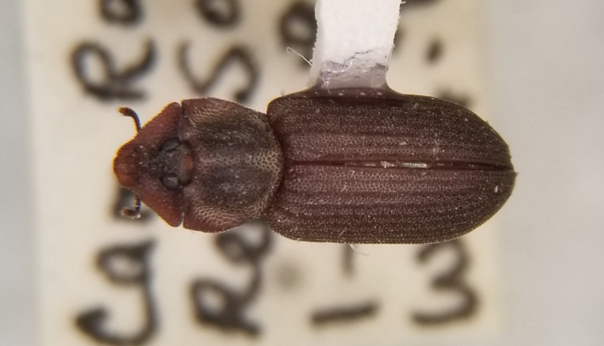 kogent_musings's tweet photo. Beetle friends, help! WTF is this #amazingbeetle!? teneb legs, teneb abdomen, cool almost archostematan-like texturing to the pronotum. From Cam Rahn Bay, S. Vietnam. #WTFBeetle https://t.co/k5symWBuBM