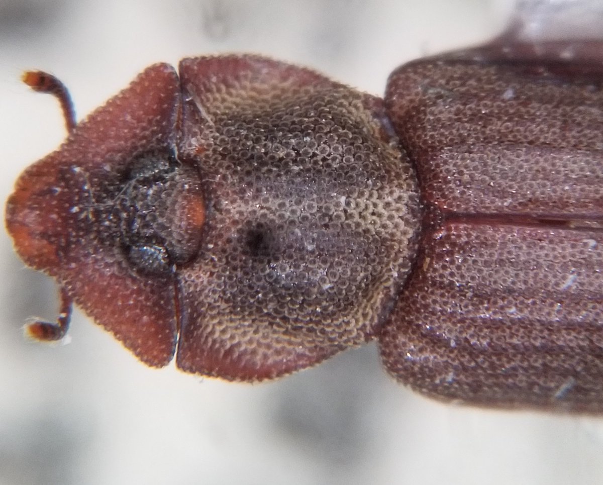 kogent_musings's tweet photo. Beetle friends, help! WTF is this #amazingbeetle!? teneb legs, teneb abdomen, cool almost archostematan-like texturing to the pronotum. From Cam Rahn Bay, S. Vietnam. #WTFBeetle https://t.co/k5symWBuBM