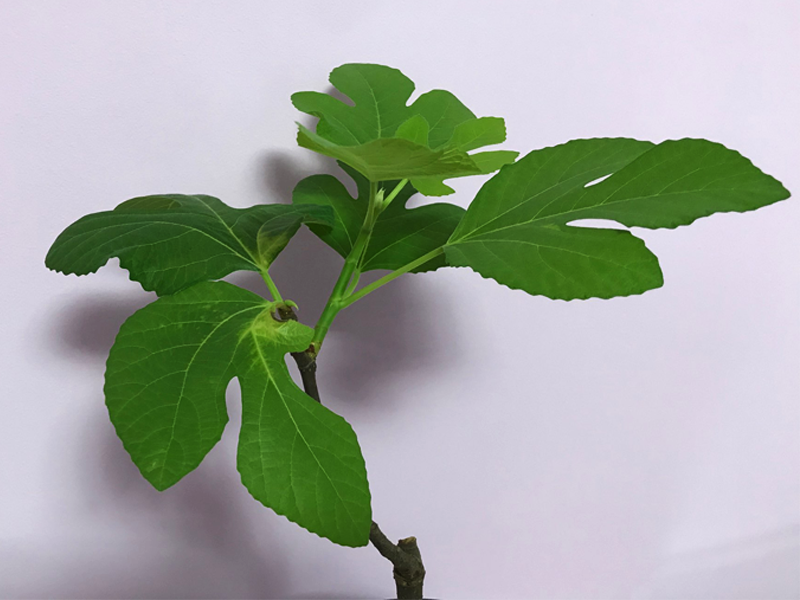 LozanoRaluca's tweet photo. Yeyyy! Got my first indoor fig tree! 

https://t.co/4RXVAPp0XJ https://t.co/CkWXUYuBKc