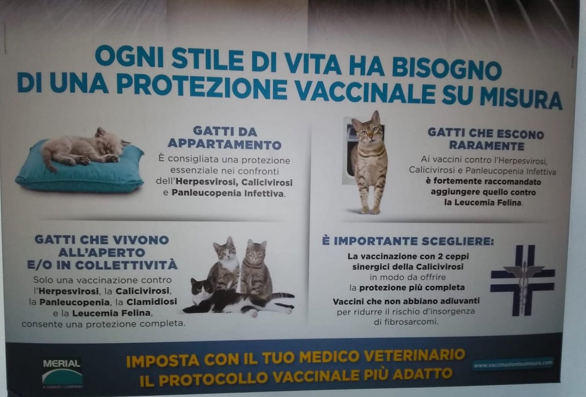 MaiMollare2000's tweet photo. #vaccini

I GATTI SONO DIVERSI, I BAMBINI NO. 

Per i gatti è importante scegliere "vaccini che non abbiano adiuvanti per ridurre il rischio di fibrosarcomi" . Ogni stile di vita del gatto ha bisogno di una protezione che dev'essere impostata  "su misura"....., SU MISURA.  1/2 https://t.co/LDTwr1am3s