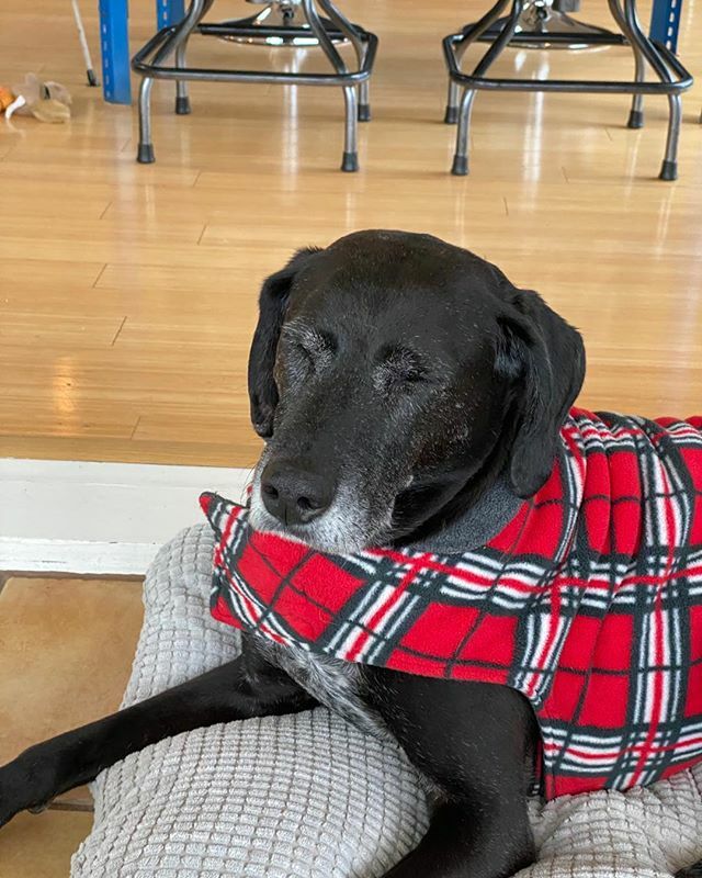 sparky003's tweet photo. Parker-Joe’s so tired from @downtown_doggie he fell asleep sitting up. https://t.co/HuEB9tcDrj https://t.co/DkkI7FGwg7