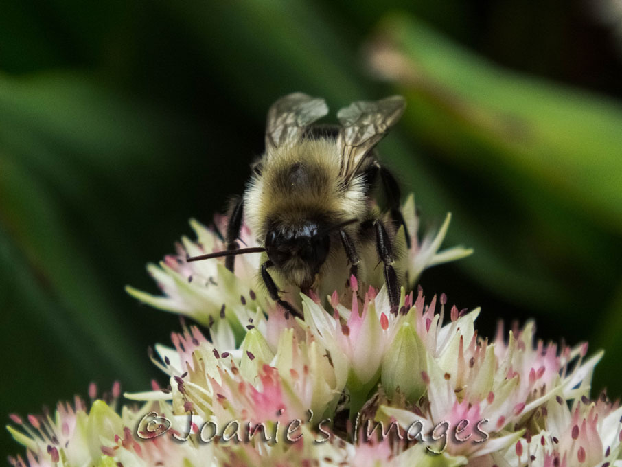 joaniesimages's tweet photo. Tiny bee 🐝
#photography #bumblebee #macrophotography #photographer #insect #photo #macro #tinybee #photographyismysuperpower #nature #art #bee #photographyisart #insectphotography #littlebee #artisasuperpower #naturephotography #photooftheday #backyardphotography #garden 📷✌🏻☺ https://t.co/2kYB3kM1Ez