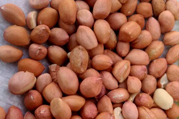 ExportMetro's tweet image. The Peanut or Groundnut is a species in the bean family, Fabaceae. It is widely cultivated in Sudan and is one of its major exports. Its local name is (Foul Sudani). Definition. It is an annual plant growing from 1.00 to 1.6 ft tall.
