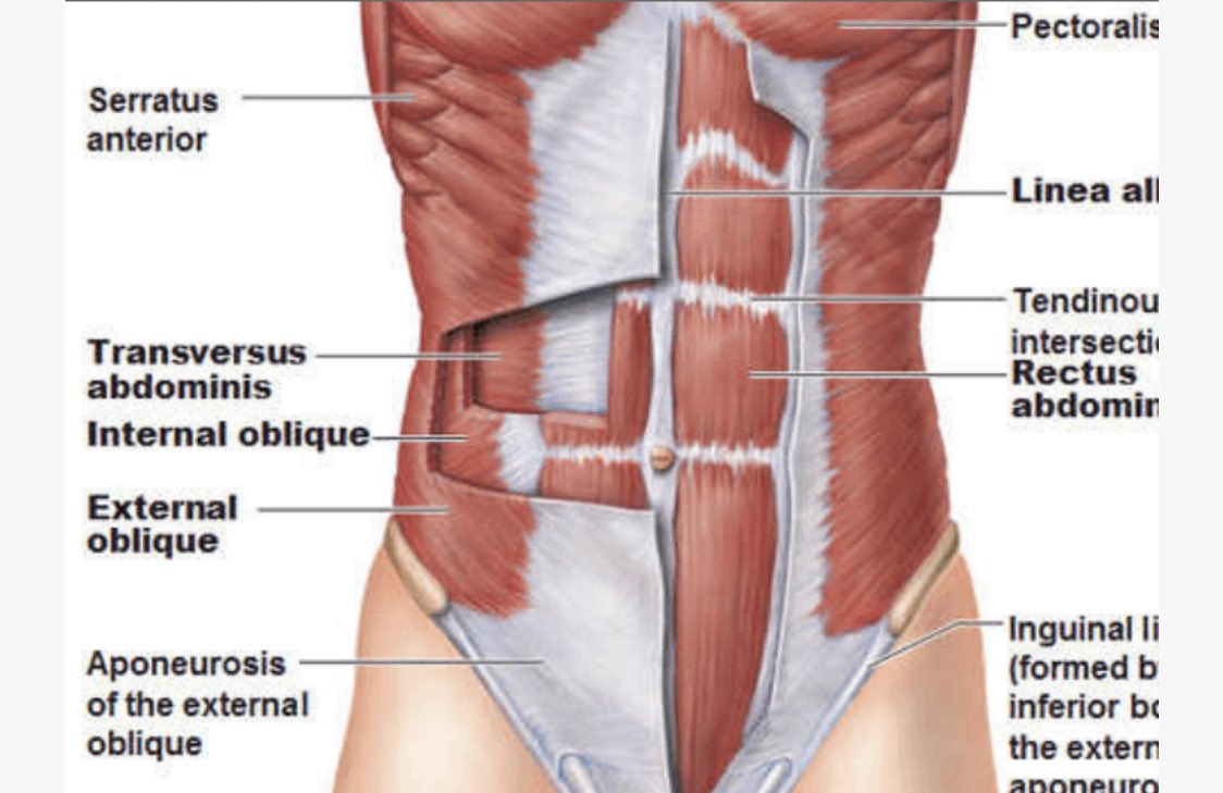 And the increase of abdominal pressure in order to cough for example. Extra for meds: rectus sheathThe rectus sheath is formed by the aponeuroses of the other abdominal muscles: Musculus obliquus externus abdominis, obliquus internus abdominis and transversus abdominis