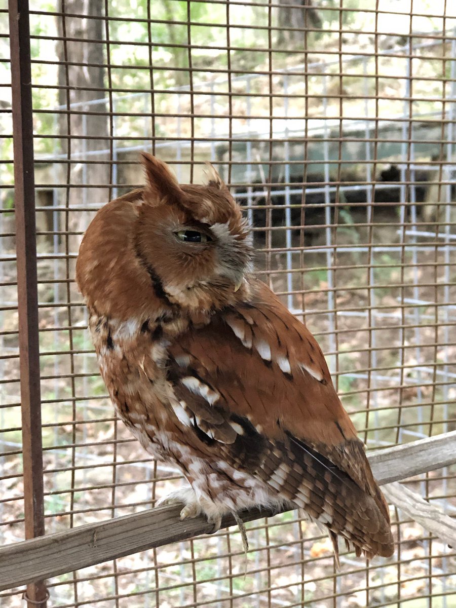 josiedanelle's tweet photo. My parents found an injured baby owl in the middle of the road and have been nursing it back to health and I- 🥺 https://t.co/Nc25WnrobF