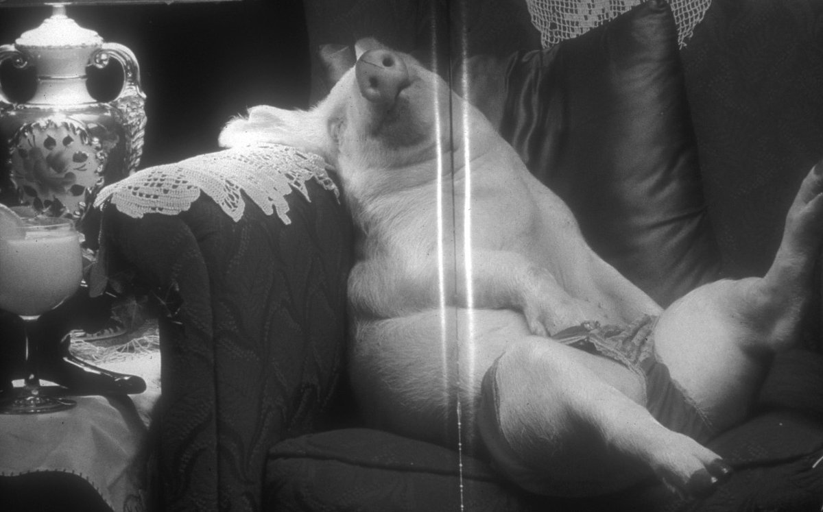 _CarolJAdams's tweet photo. #TheSexualPoliticsofMeat showed #sexualizinganimals w/ Playboar's “Ursula Hamdress” from the same era as the Cattle Queen. As a result of the cover image &amp; this one, a flood of images from around the world began to arrive—first at my publishers by snail mail. #SPoMeat30 https://t.co/f5T1KSPbyB