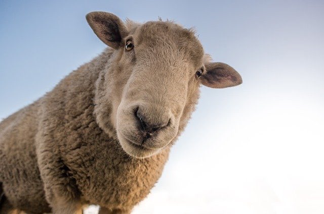 HaggardHawks's tweet photo. BUTTONS was an 18th century nickname for sheep poop. ‘To make buttons’ once meant ‘to be absolutely terrified’. https://t.co/khp3YOrNrO