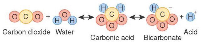 el_peachy's tweet image. I’ve got tooth pain and revision isn’t sticking... 

Can someone help me out and explain what happens in acute respiratory acidosis please? Bicarbonate increases as a result of increased C02 but then the equation shifts left again..? 🤯 #buffersystem