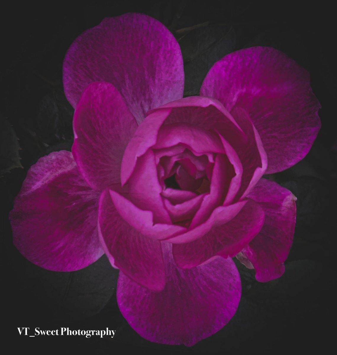 Even in darkness there’s always a light.
#flowers #flowerstagram #photography #fineart #PhotographyIsArt #rose