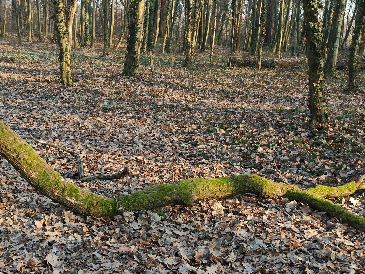 ElisLovric's tweet photo. Novogodišnja anakonda s Maksimira 🌳☀️
#NATURE_WORLD #branch #1january2020 https://t.co/sJ9c42J2C5