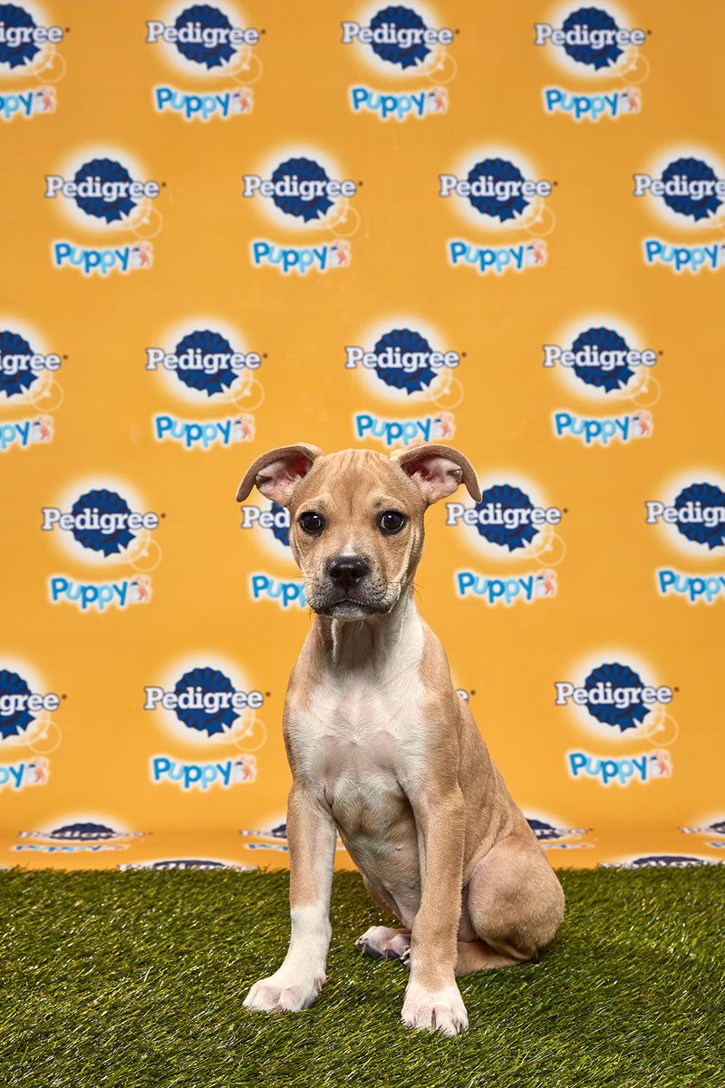 Pawscrossedny's tweet photo. Our adorable ALUM, GRANNY SMITH will be hitting the field at the Puppy Bowl XVI on Sun. February 2nd! Please make sure to tune into @AnimalPlanet at 3PM ET on the 2nd for all the excitement ... and make sure to cheer on Team Fluff!!!
#PuppyBowl #RoadToPuppyBowl #GoTeamFluff https://t.co/SC3T24RJvk