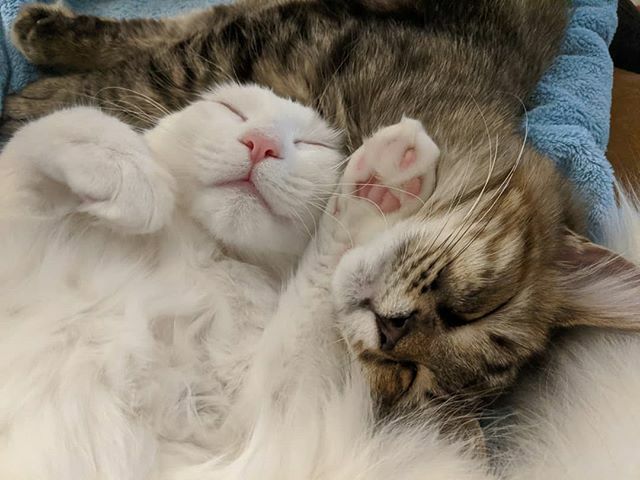 mathewpan24's tweet photo. Been a bit of a sleepy day 😴 https://t.co/Ca7TfUmmf3 https://t.co/IQwug20JB1