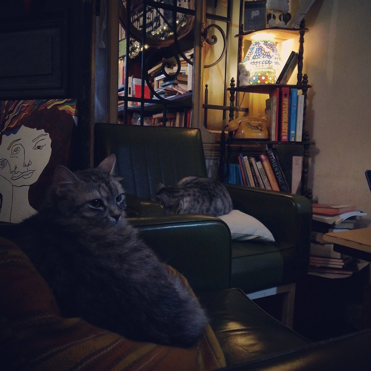 AlephBleb's tweet photo. These two couches are reserved due to sleeping cats wishing each and every one of you a beautiful night. See you tomorrow 🌠
#goodnight #sleepy #cat #cats #catsofinstagram #lebanon #library #light https://t.co/M4TXGWaxRT