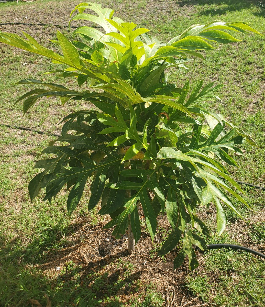 Encouraged by the quick growth of this Ulu (breadfruit) tree. If every yard in Hawaii had one of these we would all be better-off! #ulu #breadfruit #otea #foodindependence