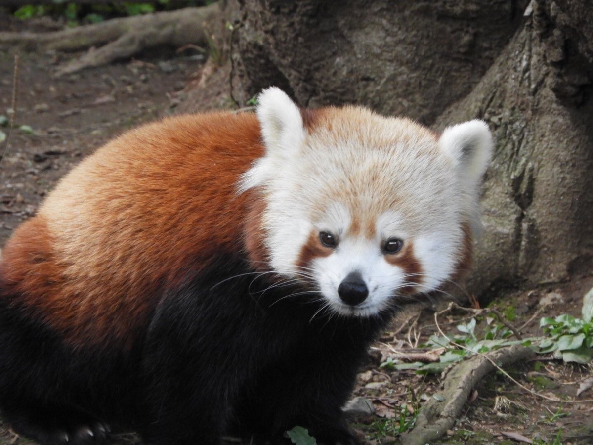 だしまき على تويتر これがニシレッサーパンダ 違いはよくわからないけど顔が白い 熱川バナナワニ園 ニシレッサーパンダ