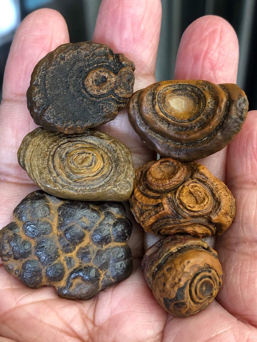 Gobiagate's tweet photo. Natural Gobi desert eye stone.
#agate #agatedesigns #agatedesigner #stone #gobiagate #石 #天然石 #瑪瑙 #mineral #nature #原石 #gemstone
#stonedesigner #rockhound #earthhistory #oneearth #innerspace #geologyrocks #earthmade #naturesart #naturalbeauty #amazingstone #travelers https://t.co/4NCVB3kfbN