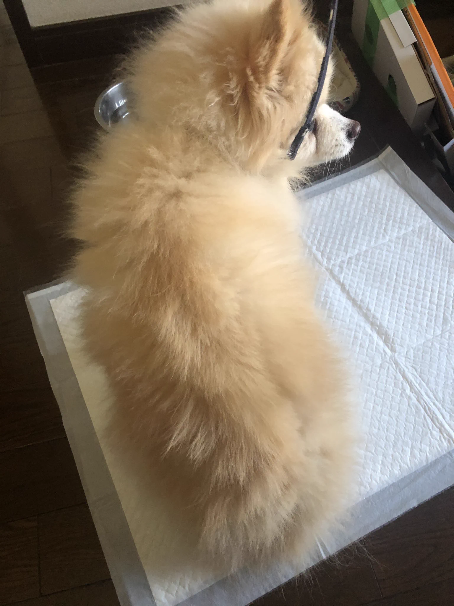 迷子犬（ポメラニアン）メスを保護しています。お心当たりある方はご連絡お待ちしています！！