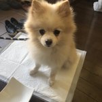 迷子犬（ポメラニアン）メスを保護しています。お心当たりある方はご連絡お待ちしています!