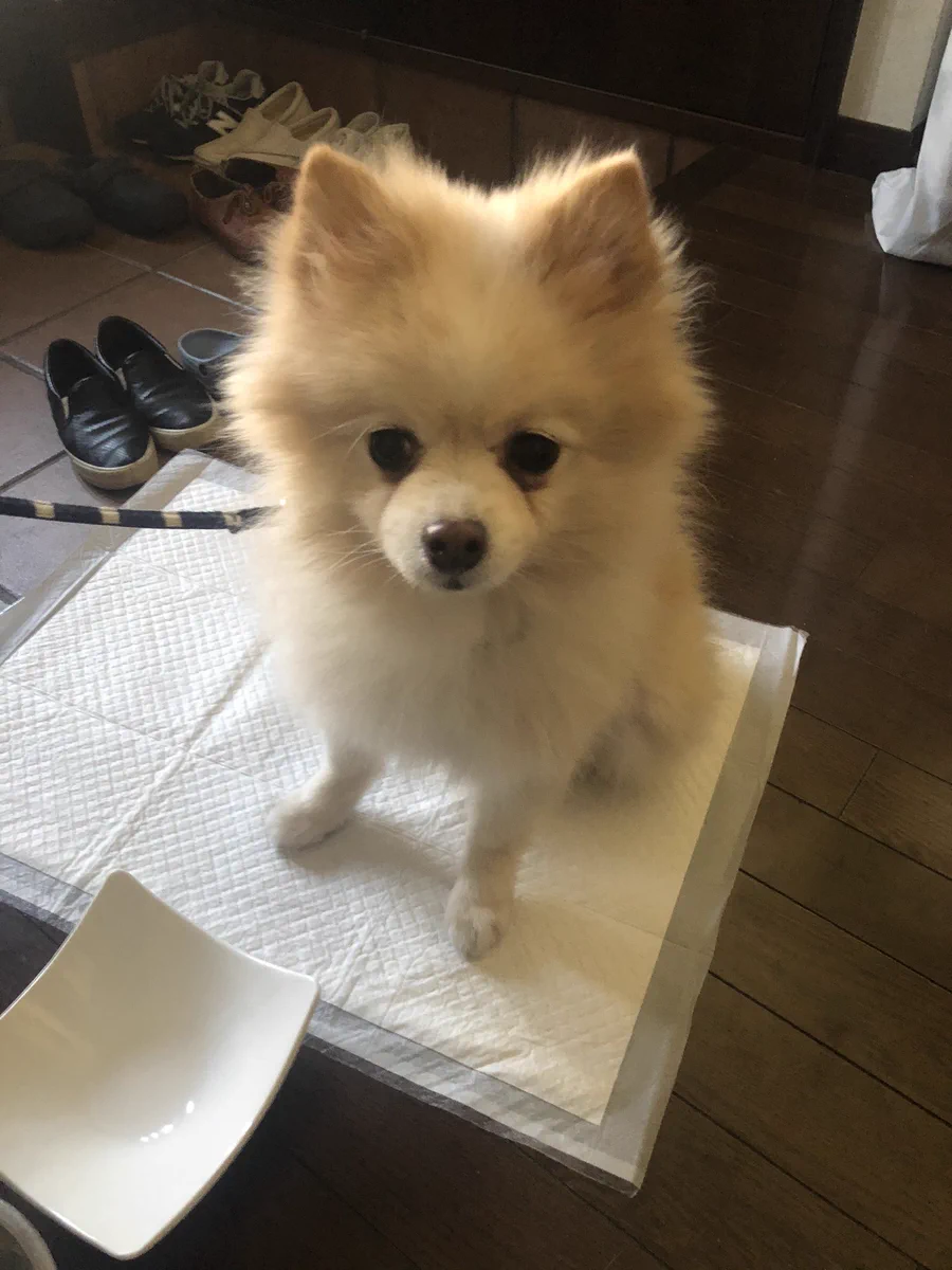 迷子犬（ポメラニアン）メスを保護しています。お心当たりある方はご連絡お待ちしています！！