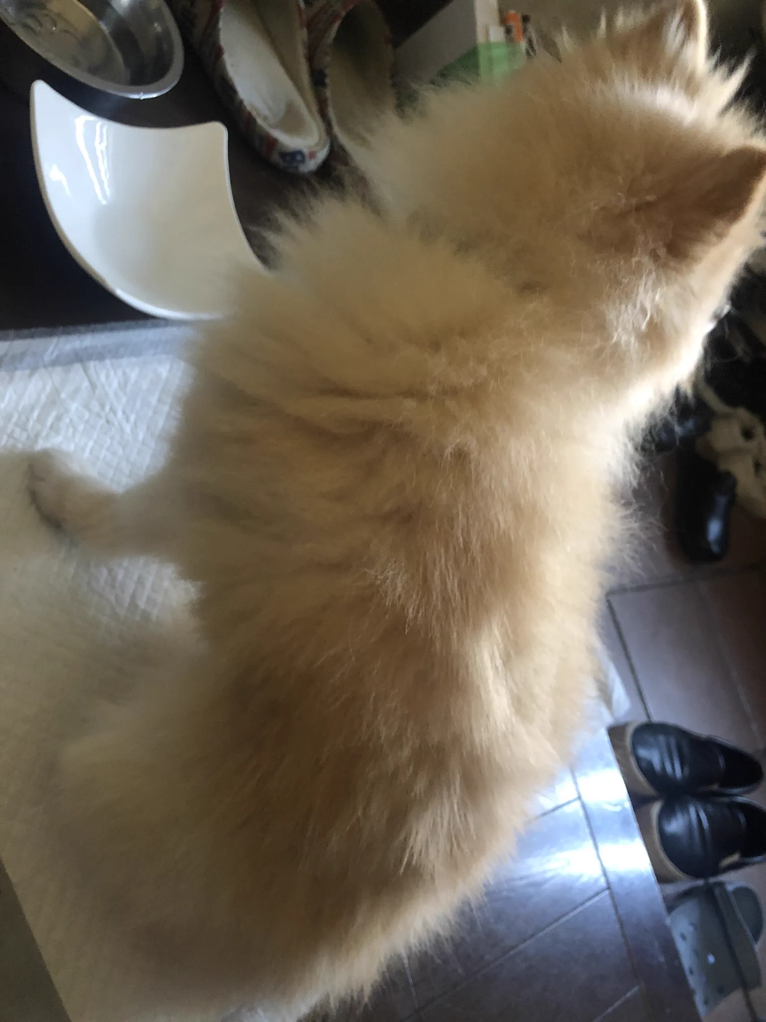 迷子犬（ポメラニアン）メスを保護しています。お心当たりある方はご連絡お待ちしています！！