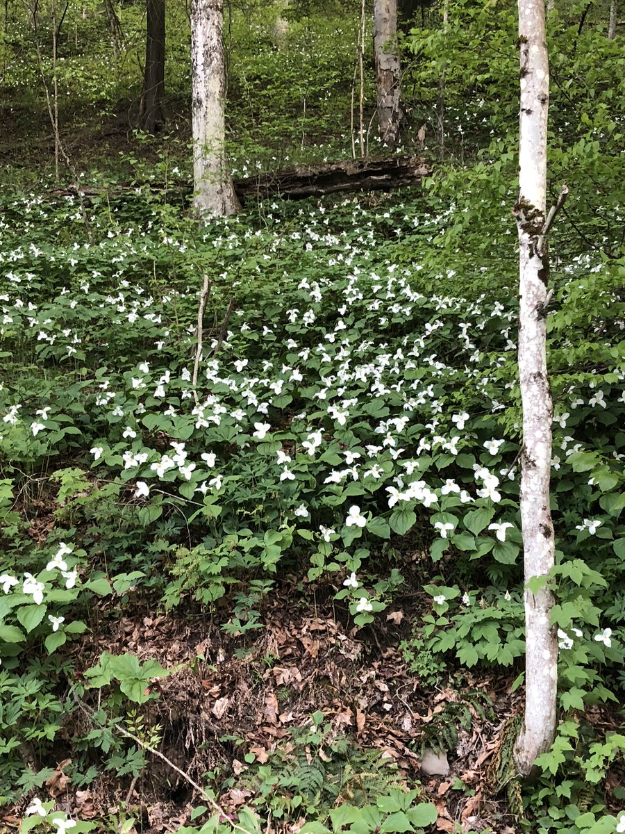 CoreenRobinson's tweet photo. @amgiammarino Trillium because they signal springtime in the forest ❤️ https://t.co/1jwWgXddDe