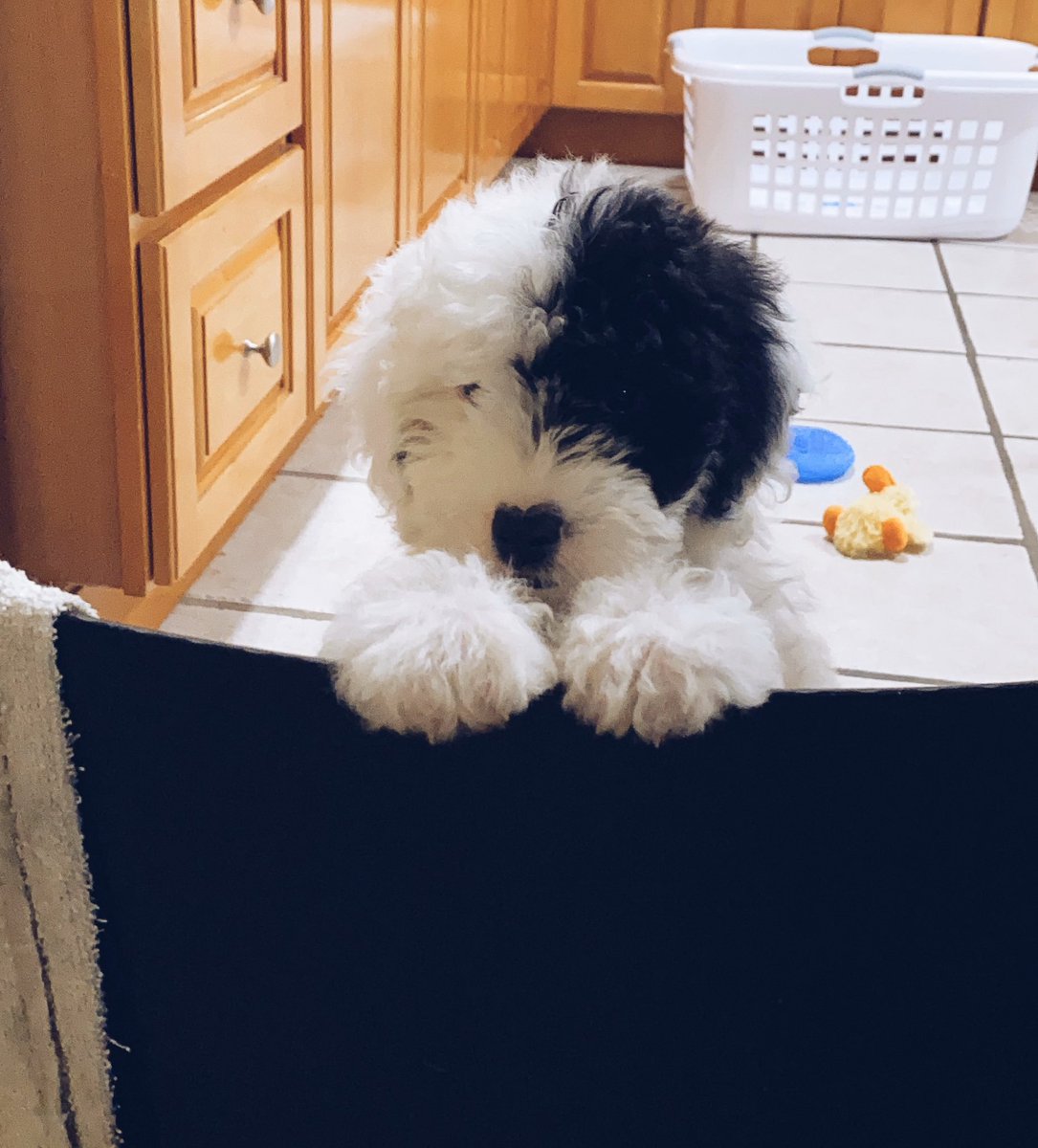 Twitter, meet Betty White Zito. You can call her Betty or Bets or Betty Black &amp; White as our nephews suggested 😂🥰