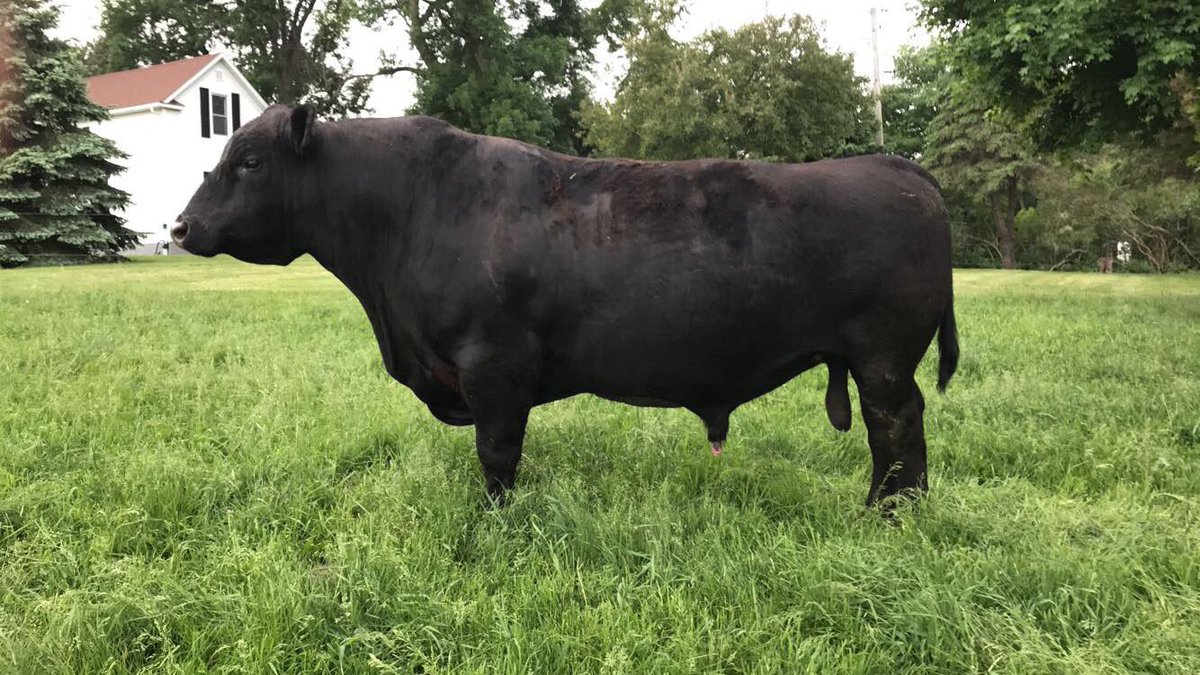 nfarmstrong's tweet photo. Sad day on the Armstrong Farm #RIPBrick ✊🏻 https://t.co/Rs29YUGWDA