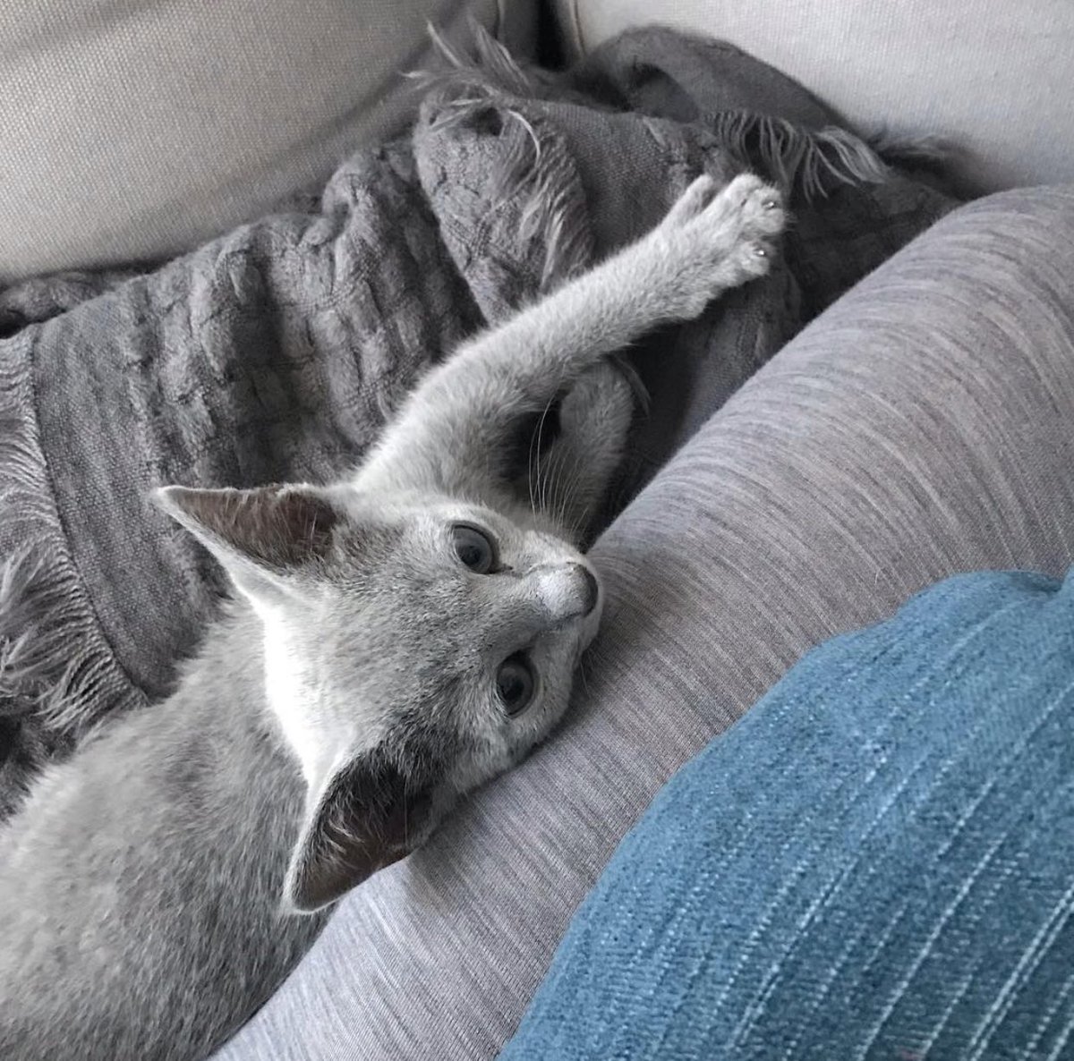 Merry Christmas, kitten💕