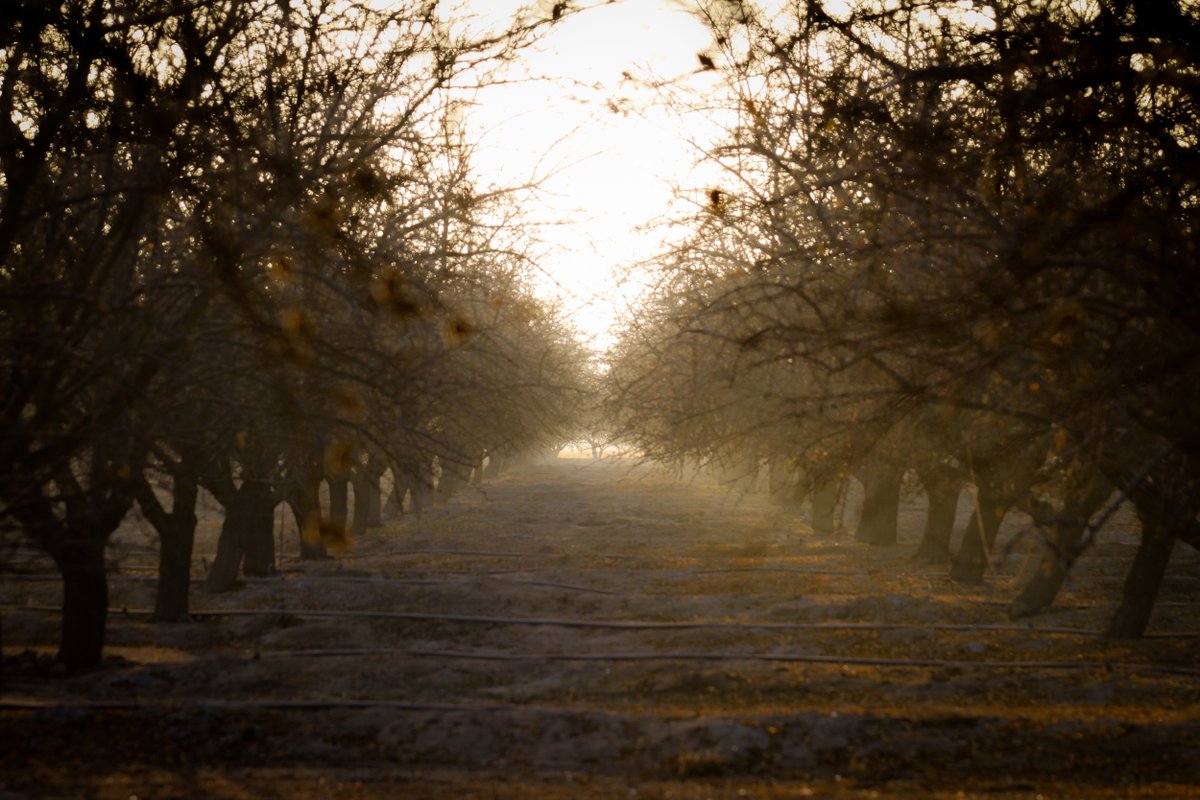 Aron titled this shot, "Fall Orchard." I love how haunting this photo feels.