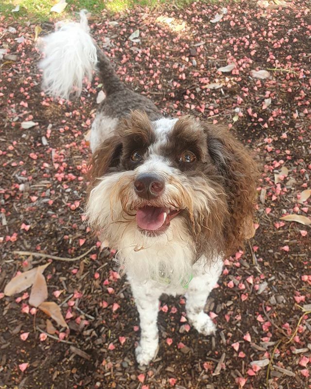 MiaReadsBooks's tweet photo. Because I'm #happy... ❤️ #Hunter #huntertheschnoodle #schnoodle #schnoodlesofinstagram #dogoftheday #dailydog #dogstagram #doglife #petlife #dogsofaustralia #instadog #doglife #doglover #lovedogs #ohmydog #Melbourne #dog #dogs #hipsterdog #beardeddog #be… https://t.co/P3FuhgUk3Q https://t.co/AjvKjGWP4h