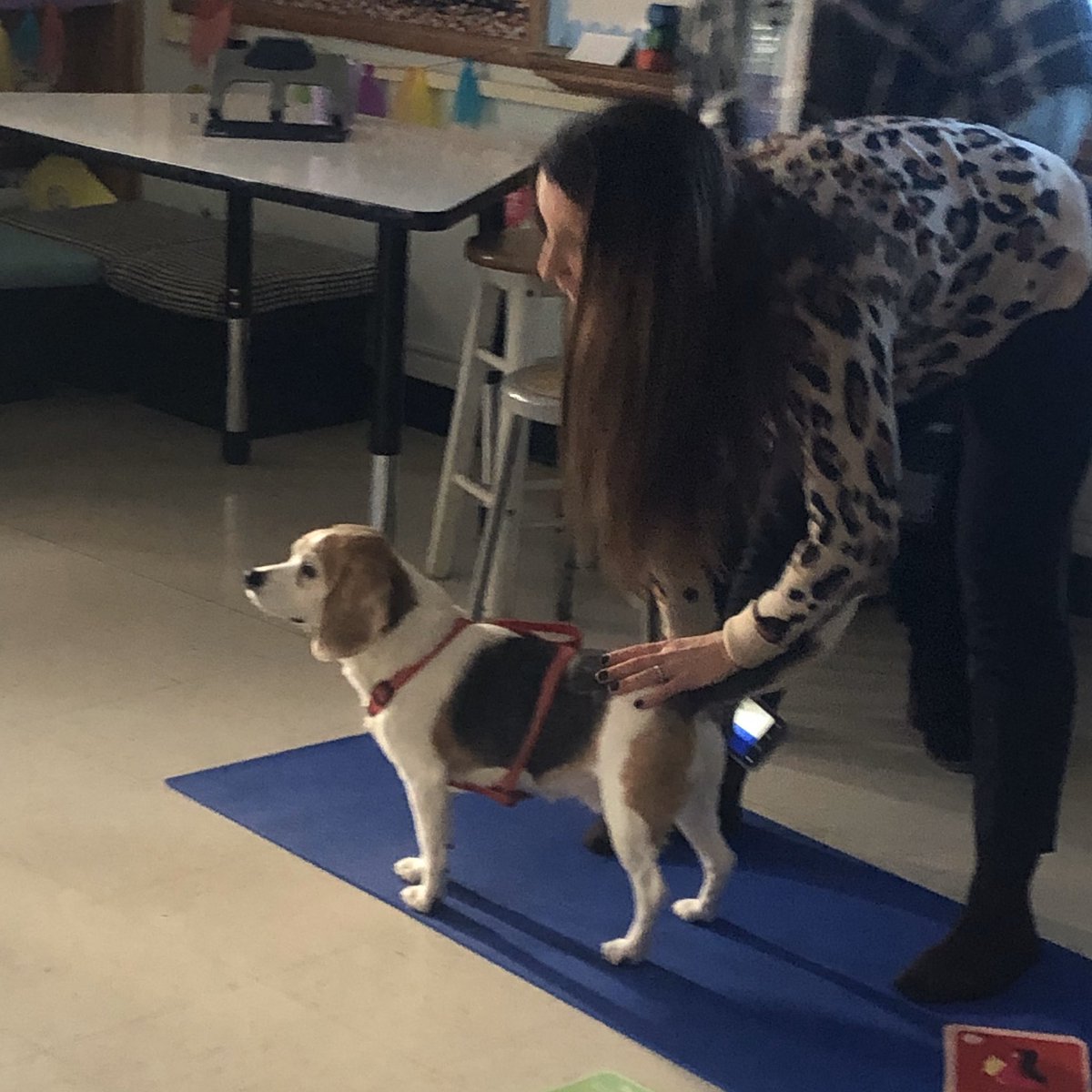 Today I helped Mrs Pieper teach  about hygiene. Then, I  joined her and the class for yoga. My favorite move is downward dog! <a href="/ValleyStreamWLB/">William L. Buck School</a> <a href="/KerriPieper/">Kerri Pieper</a> <a href="/SusanLeggett11/">Susan Leggett</a> #yogawithdogs #therapydogs <a href="/suzidaly/">suzanne daly</a>