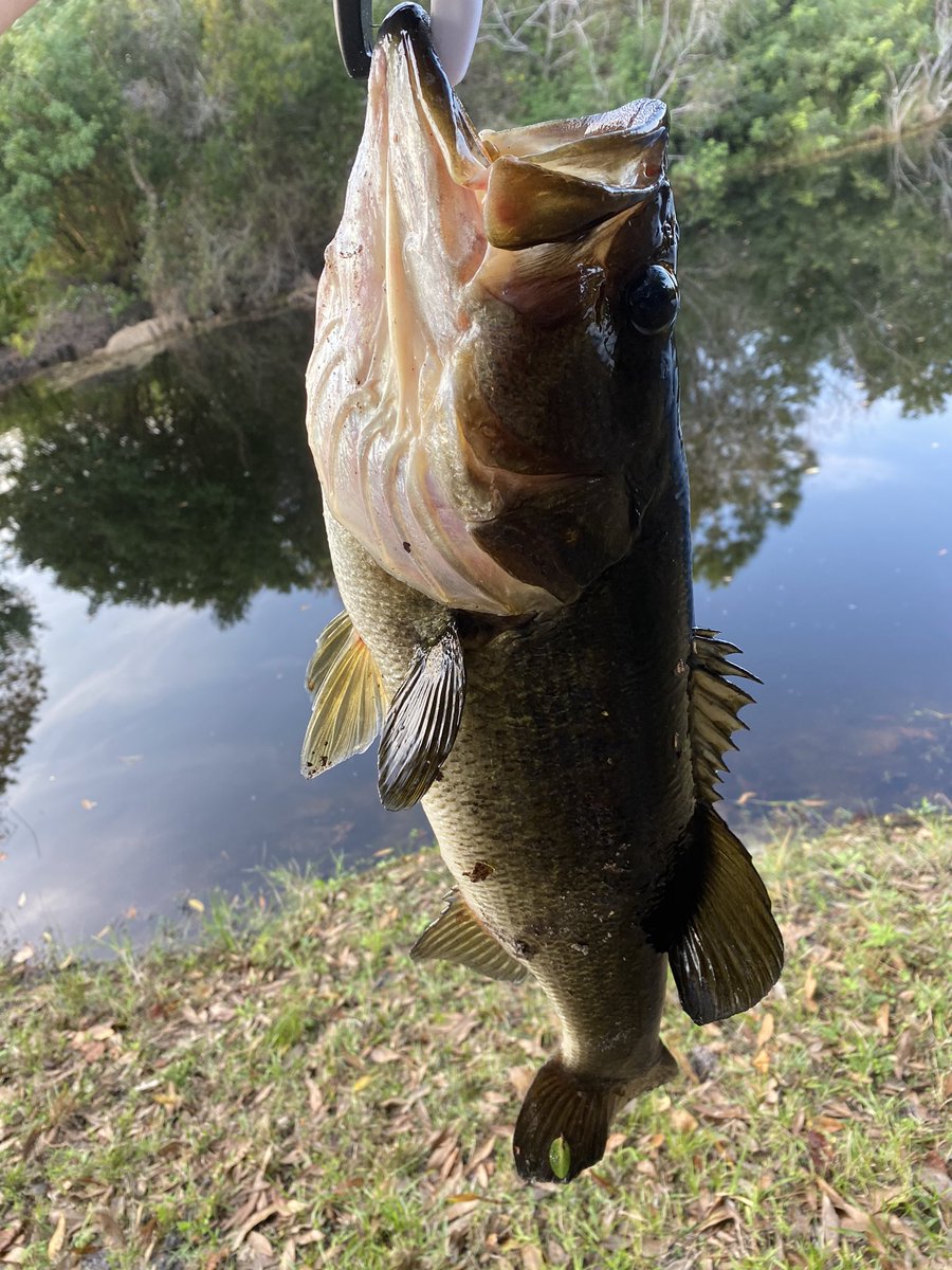 ezmuzic's tweet photo. New PB #Bass from the garden pond 5lb 2oz #bassfishing #PB #StCroixAvidX @13fishing #CreedGT ๐ฃ https://t.co/vHwYLvblqM