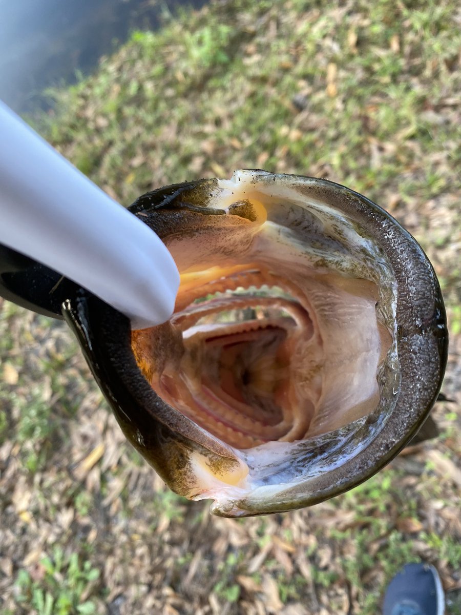 ezmuzic's tweet photo. New PB #Bass from the garden pond 5lb 2oz #bassfishing #PB #StCroixAvidX @13fishing #CreedGT ๐ฃ https://t.co/vHwYLvblqM