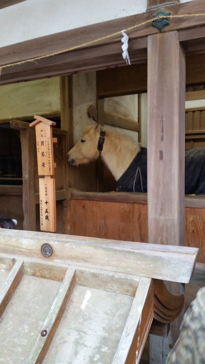 satolruuu's tweet photo. #マヤノトップガン は日本の元競走G1馬.種牡馬
主な勝ち鞍は #菊花賞.#有馬記念.#宝塚記念.#天皇賞

騎乗は #田原成貴
『内と外では1馬身違う』と
内差し鼻差で勝利など
4つのGI競走をそれぞれ違う戦法で勝つという変幻自在の脚質🐴

1995年に年度代表馬🎊

見れて熱くなった😢
#神馬 2頭
#ルーチェ号 https://t.co/8xQrpH8Zh3