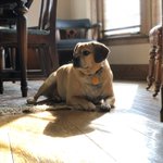 Photo by truman and buddy buttigieg (@firstdogsSB)