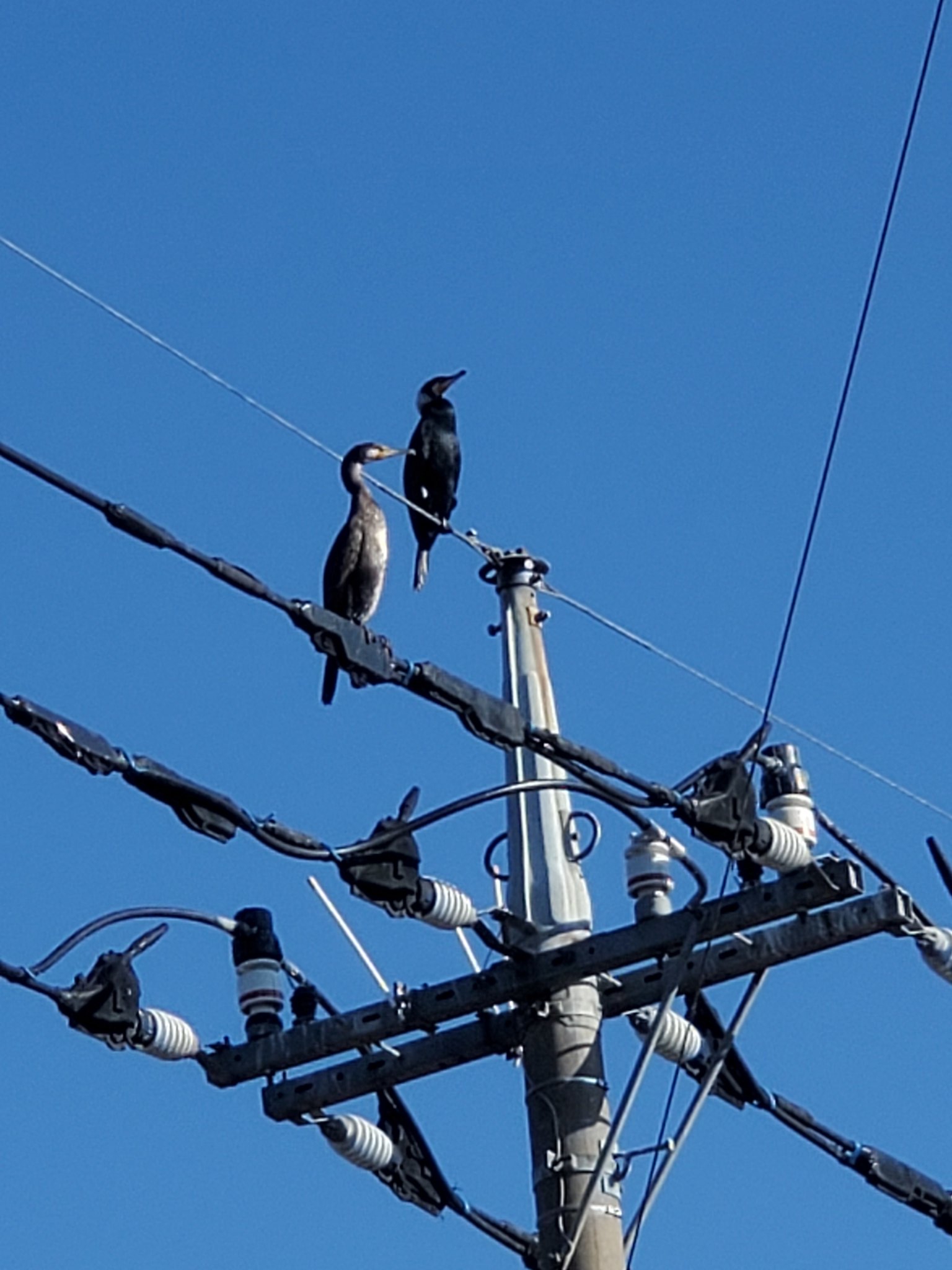 割れたパーツのマニア この鳥は何 川鵜 鳥の名前 教えて 鳥博士 珍しい鳥 なんだろう 正解は婚姻色 川鵜 幼鳥 若鳥 中々 電線にとまるの見たことない T Co F5naw3hp3t Twitter