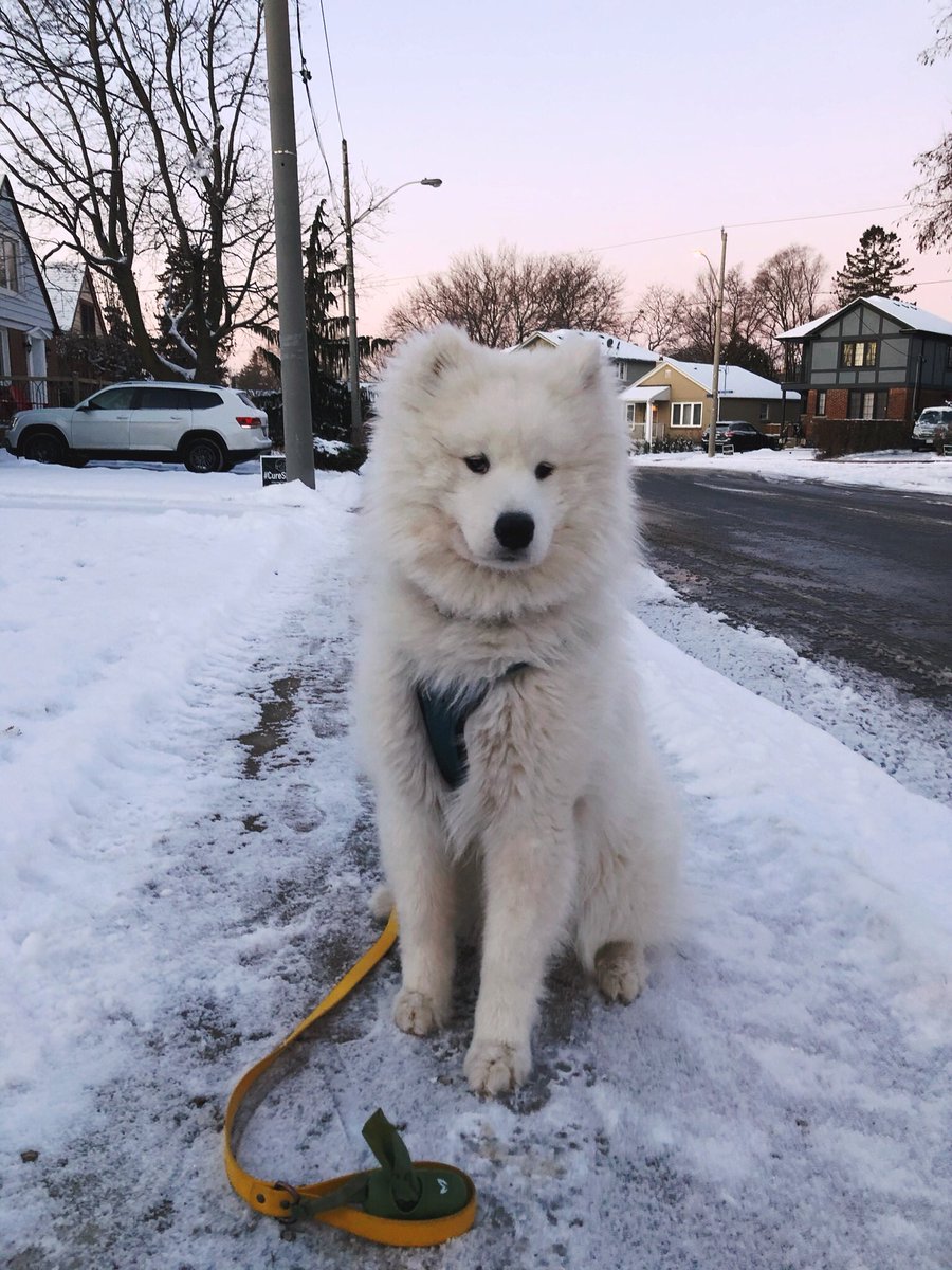 sairaspooks's tweet photo. let’s start a wholesome thread!
owner // their dog ☁️ https://t.co/slSDVKMZ17