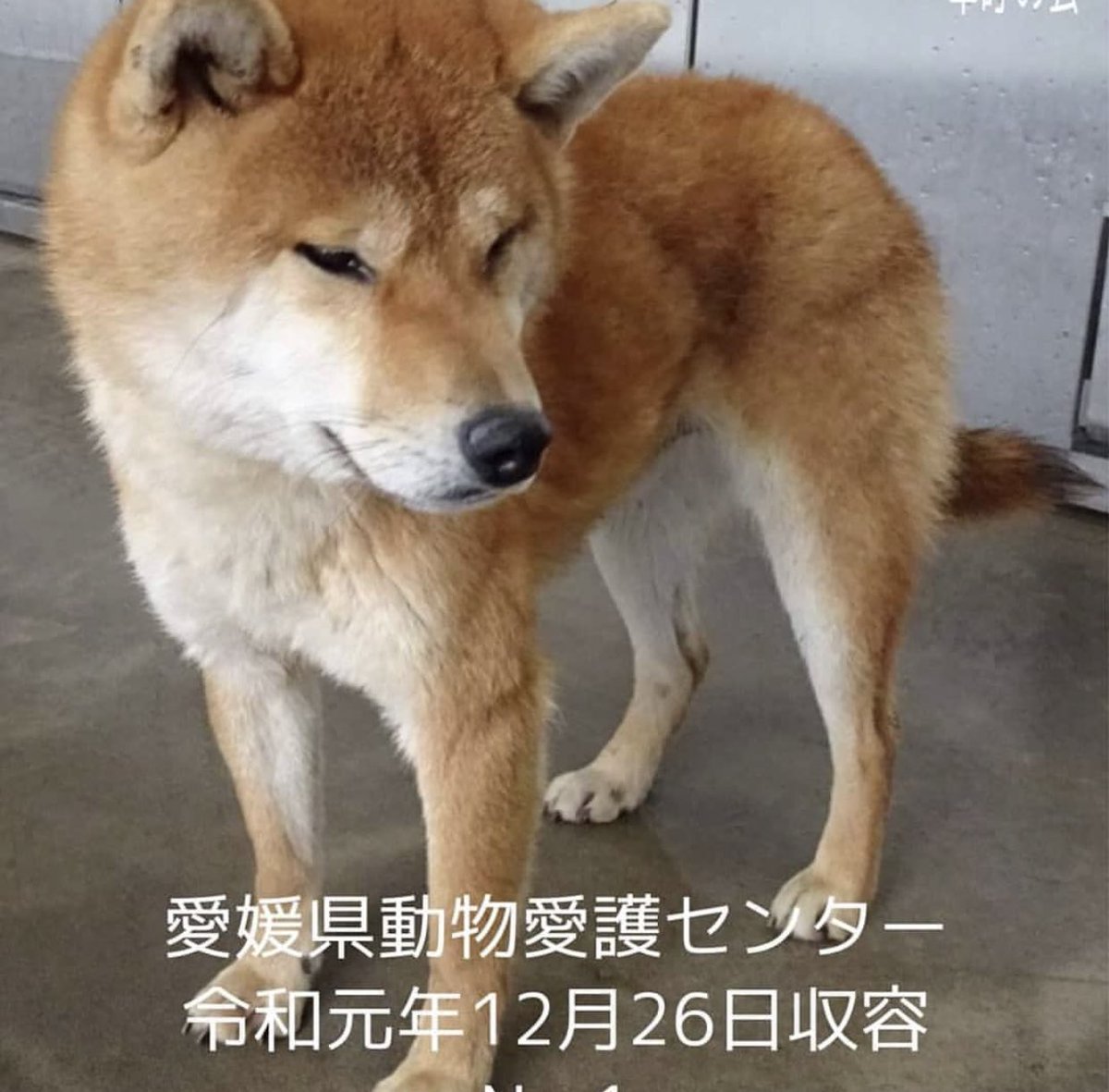 ট ইট র タコ ちゃん 期限超過中 愛媛県動物愛護センター 愛媛県 愛媛県宇和島市吉田町 愛媛県八幡浜市 里親募集中 里親募集犬 里親犬 イヌスタグラム いぬ 保護犬を家族に 保護犬出身 保護犬活動 保護犬支援 保護犬を家族に T