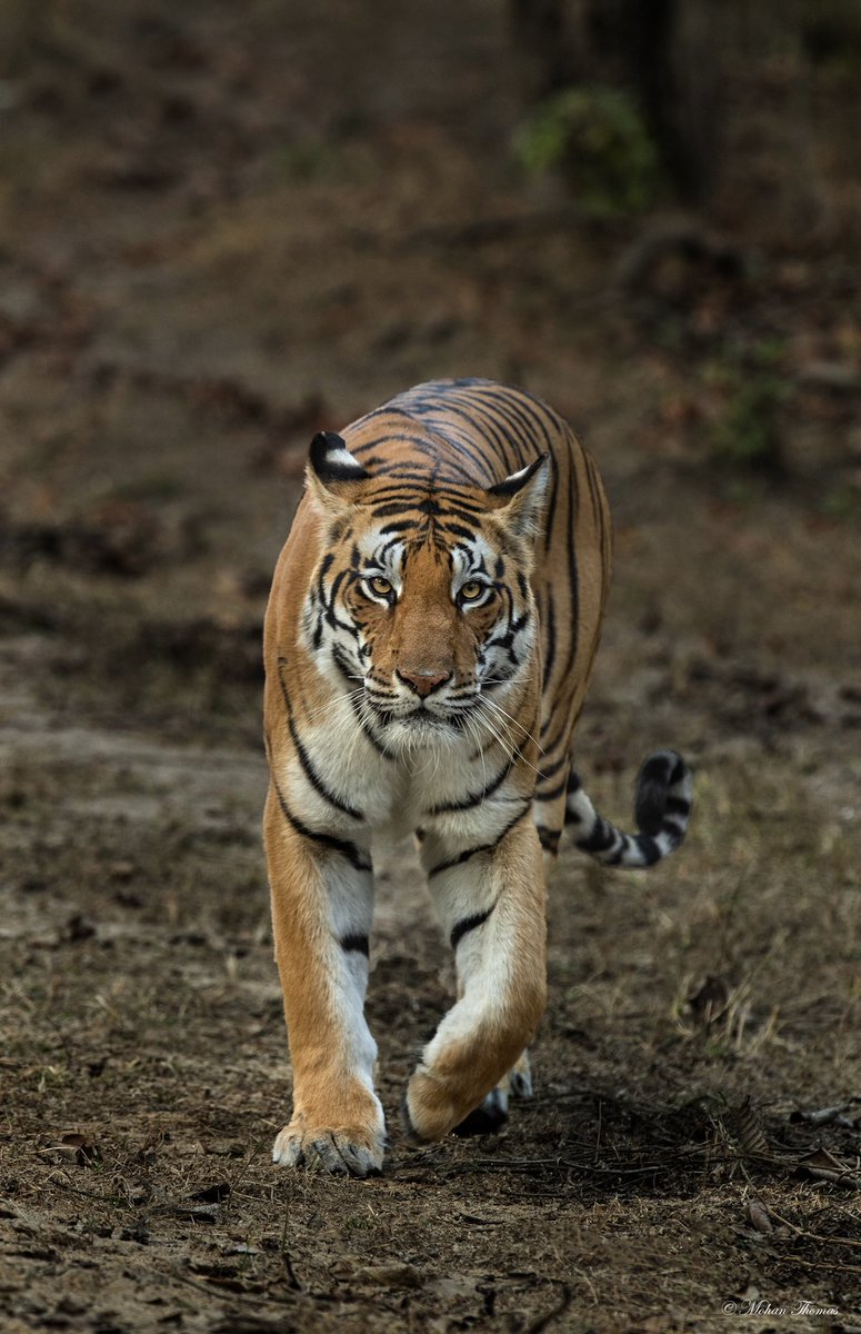 Tiger, Kanha.
#wildlifeofindia #Tiger #wildlifephotography #wildlife