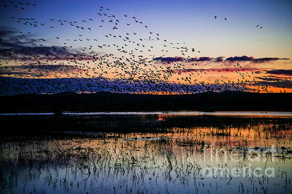 pwebsterco's tweet photo. New artwork for sale! - "Sunrise Flight" - https://t.co/stRHp2Xte0 @fineartamerica https://t.co/dJchH8DnAo
