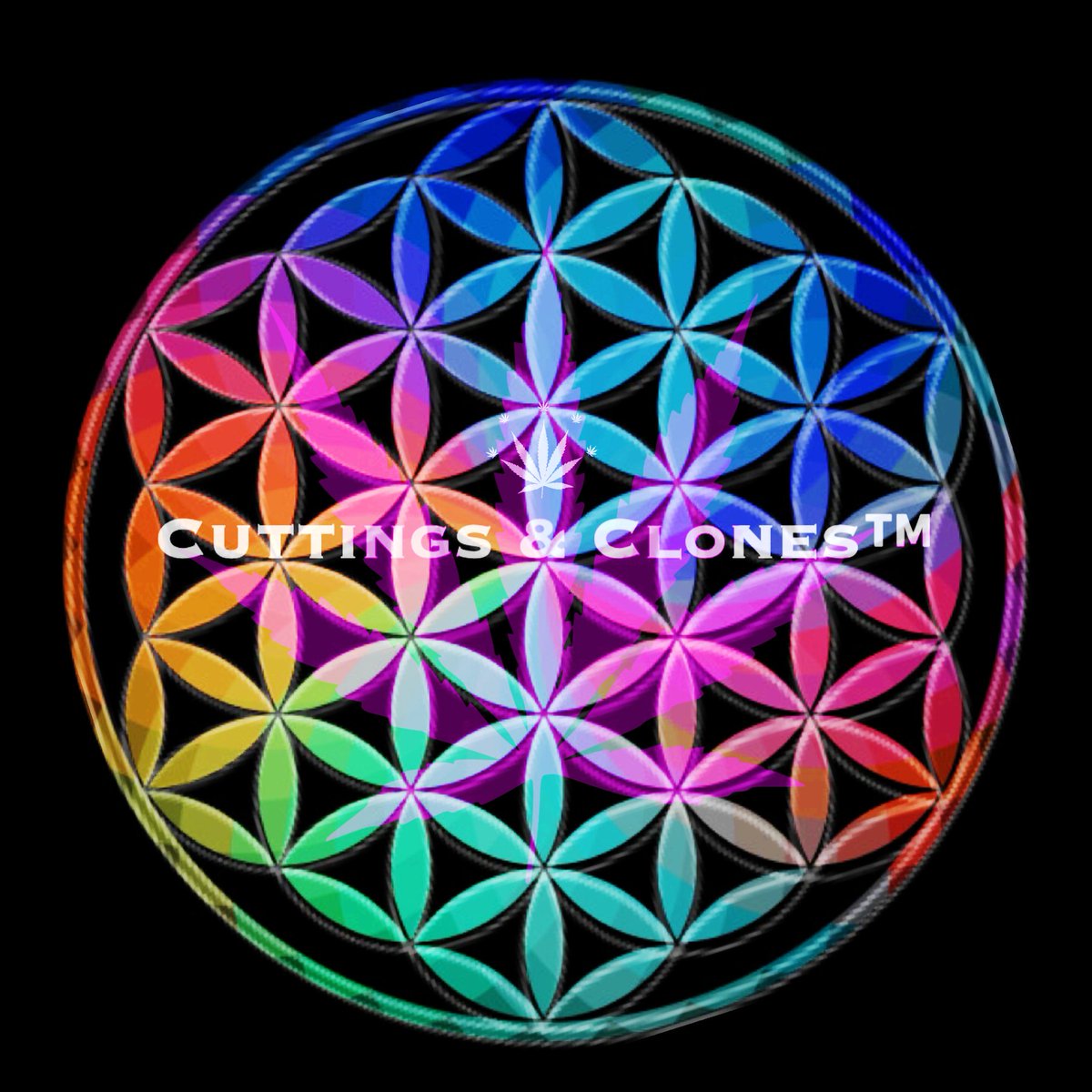 CuttingsClones's tweet photo. #cuttingsandclones #agriculture #Passion2020 #savethefarmers #CannabisCommunity 
#globalplatform #elitestandards #Cannabis #innovation #sustainability #biotechnology #collaboration #grow
#2020 https://t.co/LdSbukzeyE