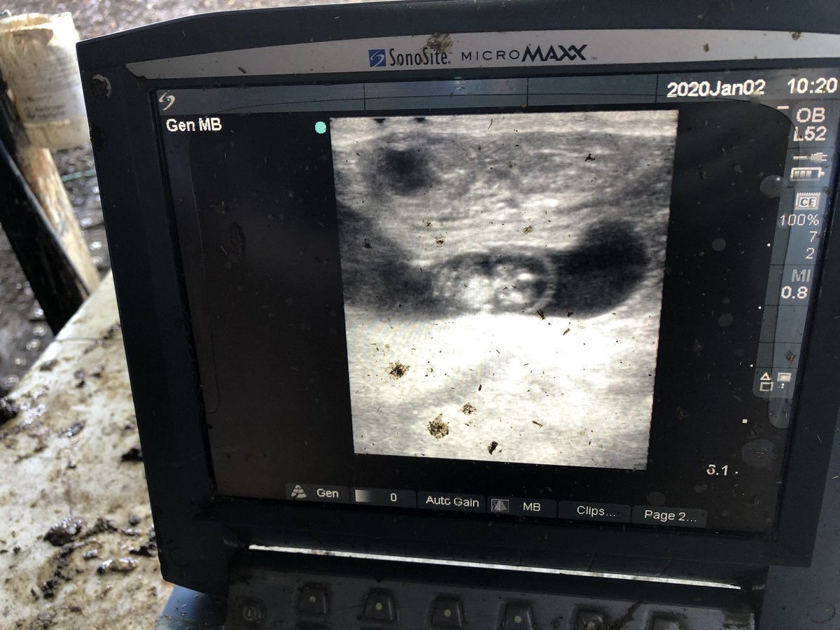 Mario Binelli (@binellimario) on Twitter photo Great word to start de decade: PREGNANT! <a href="/uf_ansci/">UF IFAS Animal Sciences Dept.</a> #DHBarronreprogang Great word to start de decade: PREGNANT! <a href="/uf_ansci/">UF IFAS Animal Sciences Dept.</a> #DHBarronreprogang