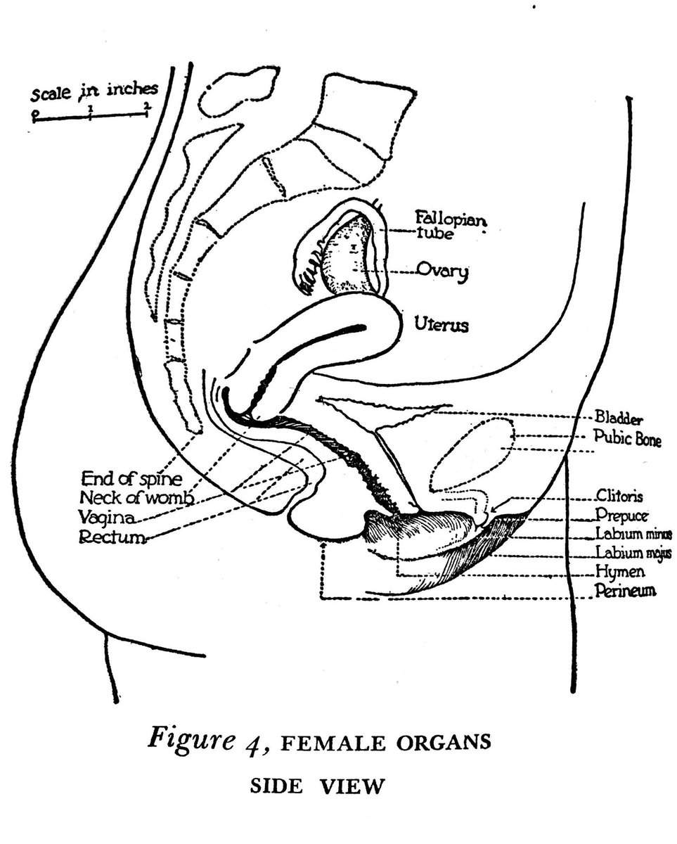 Historical Sex Guides On Twitter 1932 Diagram Of Female