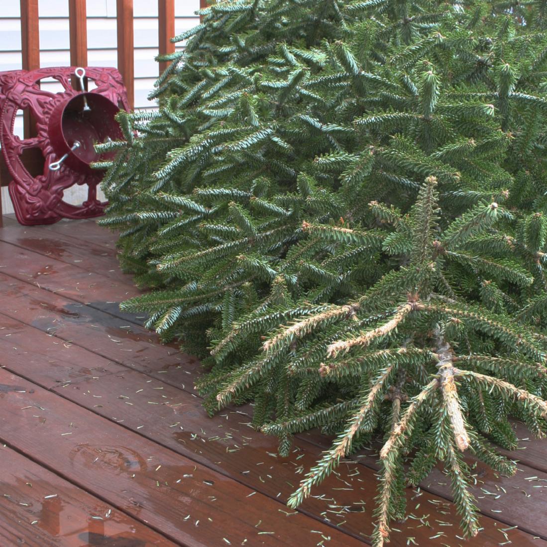 cityofcoquitlam's tweet photo. Help reduce waste and support local community groups with a donation by disposing of your natural Christmas tree at a tree-chipping event on Jan. 4 and 5. Check out location and time details. https://t.co/ewC9oUYfr6 https://t.co/q9SR9QWXWB